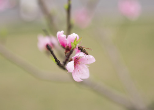 花与蜜蜂