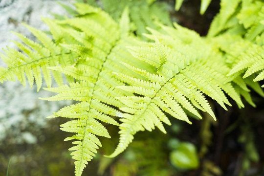 蕨类植物