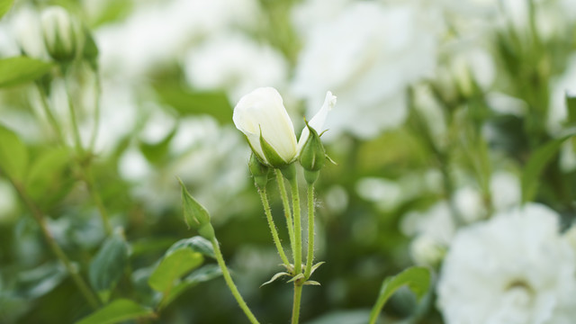 玫瑰花苞