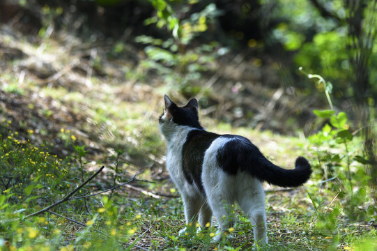 野外的猫