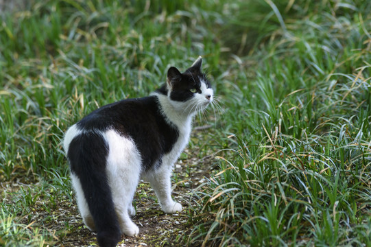 野外的猫