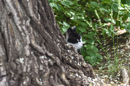 野外的猫