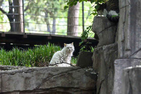 野外的猫