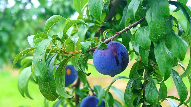 黑布林