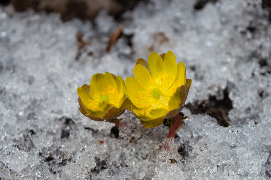 冰凌花