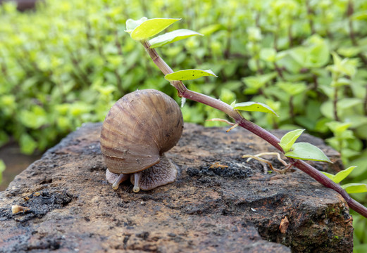 蜗牛特写