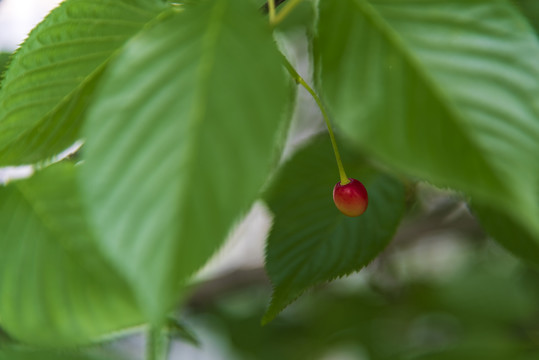 樱桃