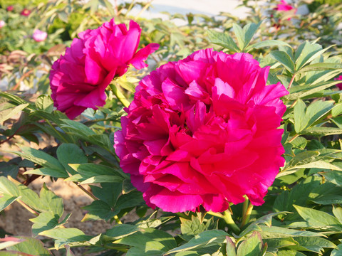 牡丹花