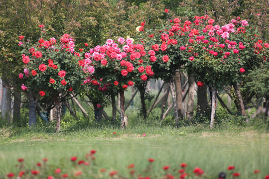 高清月季花树