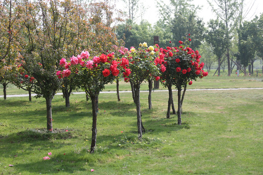 高清月季花树