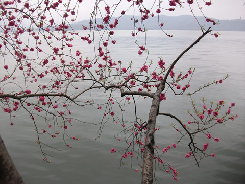 红花碧桃西湖