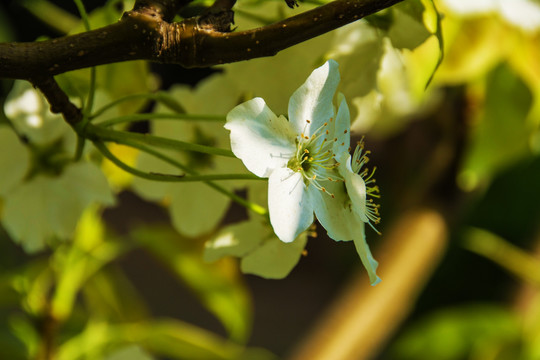 两朵吐着花蕊盛开的梨花