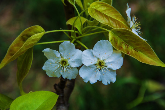 两朵吐着花蕊绽放的梨花