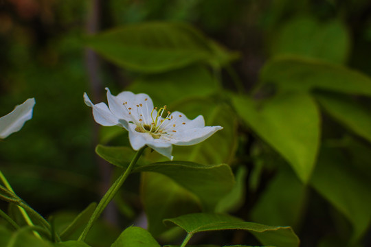 一朵吐着花蕊盛开的梨花