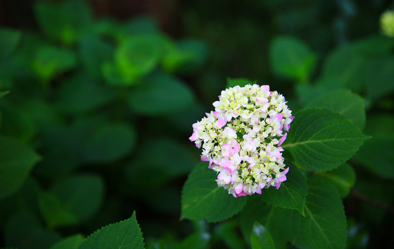 绣球花