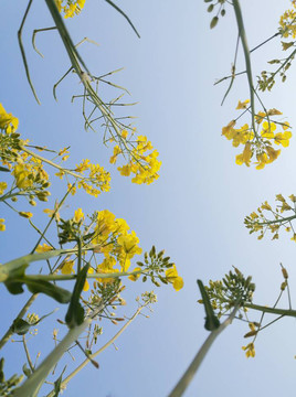 油菜花