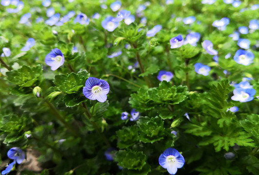 蓝色花朵特写