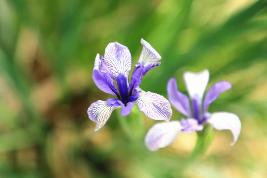 白花马蔺