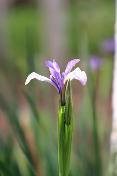 白花马蔺