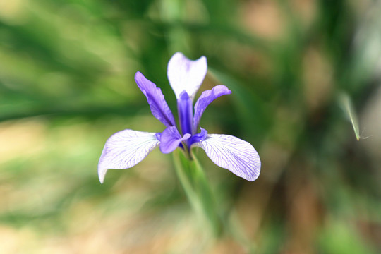 白花马蔺