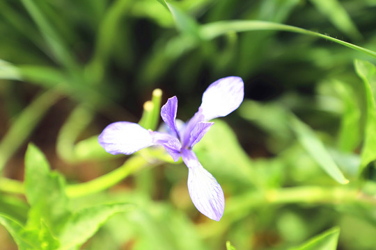 白花马蔺