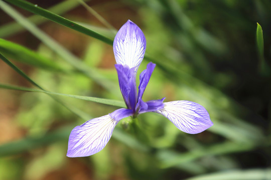 白花马蔺