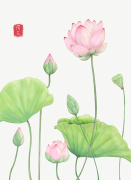 手繪荷花