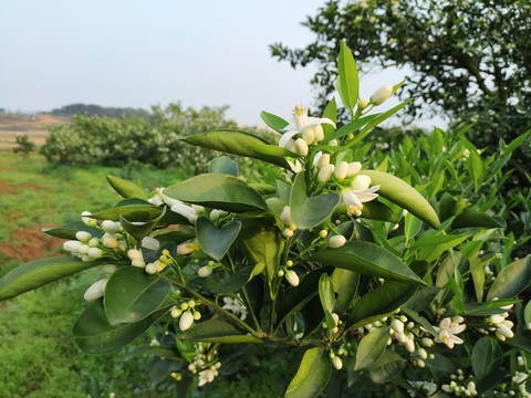 脐橙花