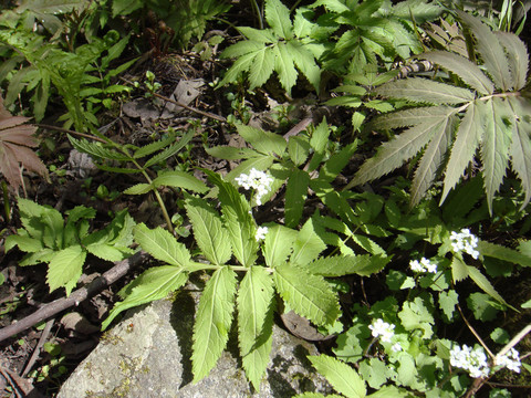 野生植物