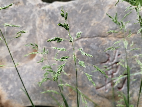 绿植枝叶背景