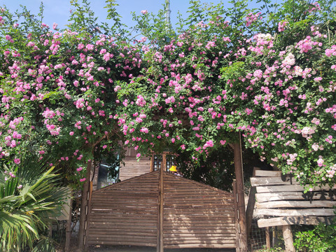 蔷薇小院