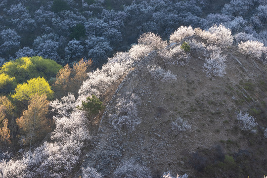 长城花季