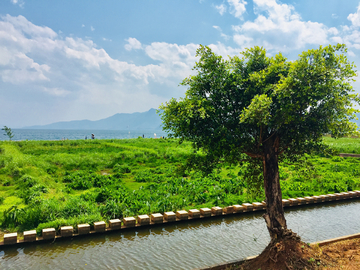 抚仙湖湿地