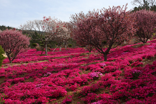 花海