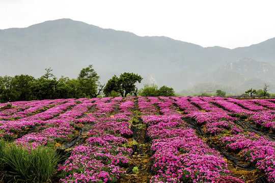 田园花海远山