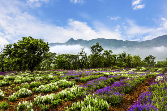 远山花海风景