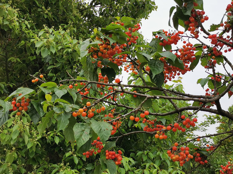 小樱桃树枝