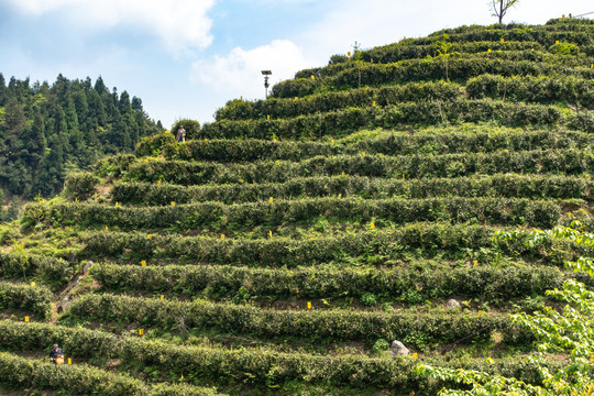 南岳云雾茶茶山