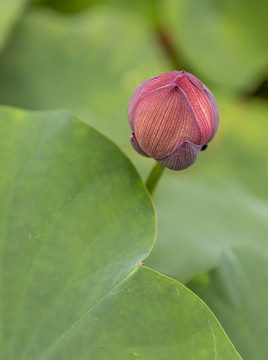 花苞特写