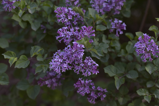 小丁香花