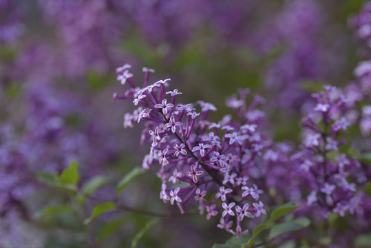 小丁香花