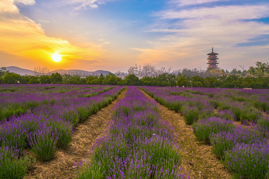 薰衣草花海