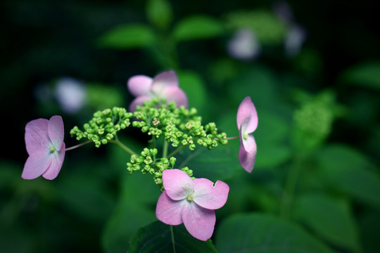 绣球花