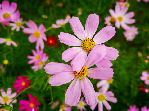 格桑花