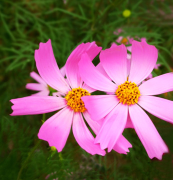 格桑花