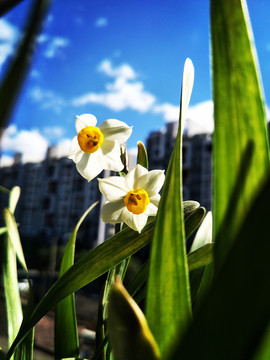 水仙花