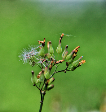 翼柄翅果菊