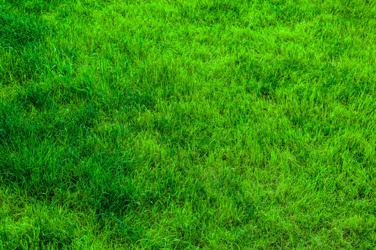 绿色人工草坪背景素材