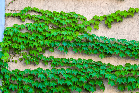 绿植与墙壁