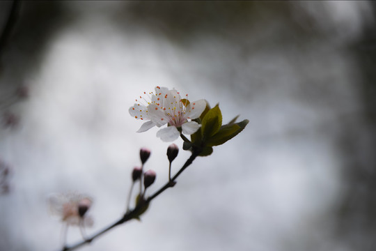 樱花醉